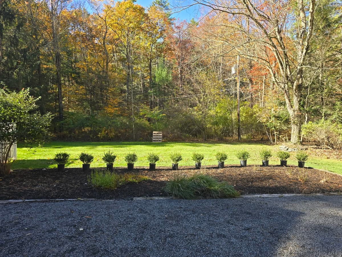 Shrub planting and mulch bed